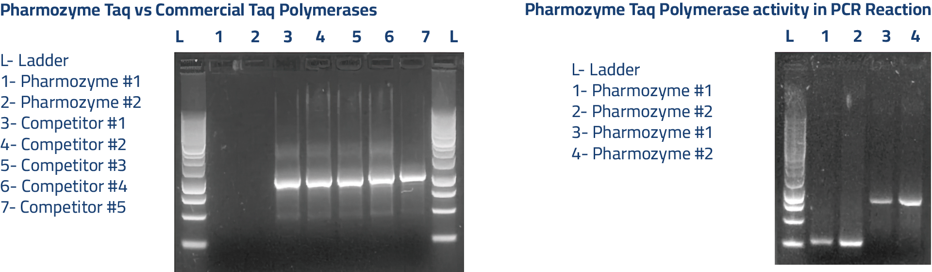 16S-Bacterial-Contamination-Assay+Activity